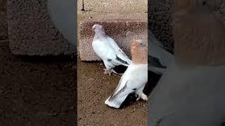 Süs güvercinleri #pigeon #birds #güvercin #music #animals #güvercinsevdası #turkey #beats