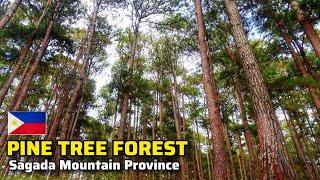 Sagada Part 7: Tranquility in Sagada's Tropical Pine Tree Forest | Mountain Province, Philippines