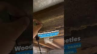 Learn Your House: Wood Boring Beetles destroy main support beams of home. 🪲