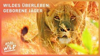 Raubtiere: die geborenen Jäger hautnah!  | Wildes Überleben | Real Wild Deutschland