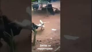 Битва за территорию #гусь #козел #goose #goat #battle