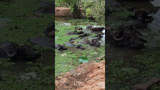 Buffalo Integrated Farming System | Livestock Production | #shorts #short #shortvideo #shortsfeed