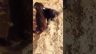 Barking Adorable Puppies #shorts #youtubeshorts #dog #dogsound #dogvoice