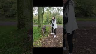 Today we went for a walk with Fido from the animal shelter. Cutie #dog #youtubeshorts #youtube