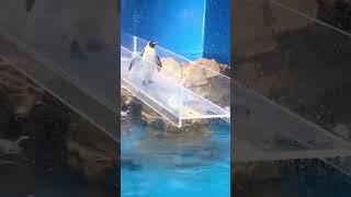 FUNNY PENGUIN MOMENTS! WATCH UNTIL END! PENGUIN SLIPS FROM SLIDE!