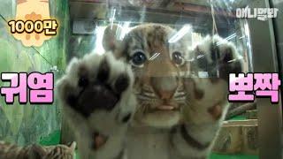 그만 커도 될 것 같다(초귀여운 아기 호랑이) ㅣ Come. Cute baby Tiger Gives You High Five Bruh