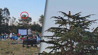 Kid Halts Movie Night After Climbing Top of Tall Pine Tree