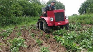 Гусеничный минитрактор, окучиваем картошку, боронуем,  повторно химичим борщевик