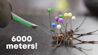 I milked 1000 spiders to make guitar strings!!