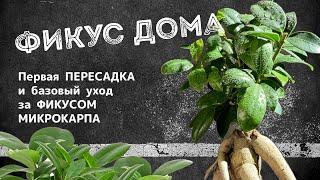 Первая пересадка и базовый уход за фикусом микрокарпа | ФИКУС ДОМА