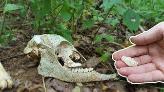 Guy Finds Skull and Bones and Returns Relic