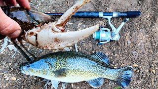 Catching Crayfish, Cod And Cold Feet. Murray Cod Fishing In May