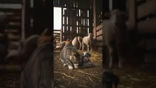 A Cat Gave Birth to Puppies? Farm Mystery Shocks Everyone!  #FarmMystery #UnbelievableMoments