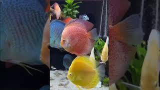 Beautiful Discus Aquarium Tank 54