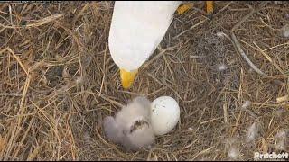 HATCH WATCH: Second baby eaglet prepares to hatch! via: Southwest Florida Eagle Cam