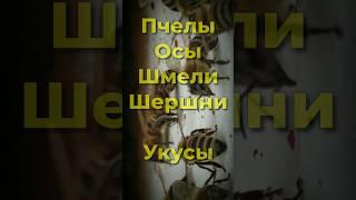 Всё о насекомых Пчелы Осы Шмели Шершни / Укусы их укусы