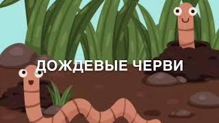 Дождевые черви