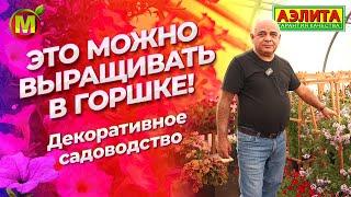 ДЕКОРАТИВНОЕ САДОВОДСТВО. Что можно выращивать в горшке?