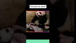 Неожиданно! Панда! | WebM TikTok