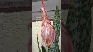 Queen of the night flowers