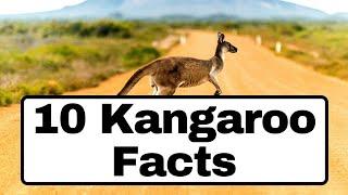 10 Interesting Facts About Kangaroos