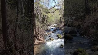 Hermon Banias stream nature reserve