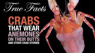 True Facts: Incredible Crab Stories