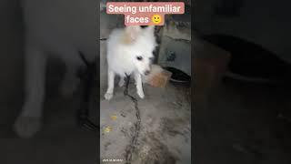 Rimi seeing unfamiliar faces #dog #youtube #shorts