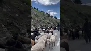 Kashmir Goat #shorts #viral #trending