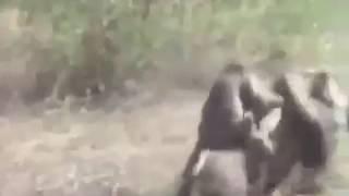 Two Monkeys Riding A Wild Boar