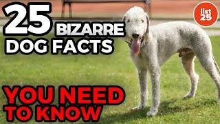 25 BIZARRE Dog Facts You Need To Know