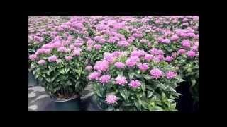 Best Perennials, Monarda 'Petite Delight' (Bee Balm)