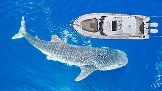 We Saw a Huge Shark from the Boat!! (Sea Saudi Arabia Network)