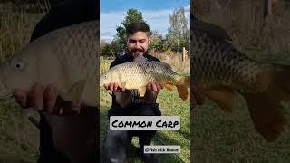 Cleaaaan nice sized Common Carp