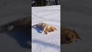 Funny Dog Video: Hilarious Reactions to Snow #trending #dog #doglover #viralvideo #shorts