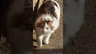 Забавные котята Милые кошечки Крутые коты Кошкин дом #catsnkittens #cat #cute #animals #odesa