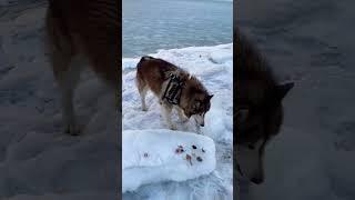 Зачем ты ешь звезду?  #tiktok #animals #животные #собаки #puppy #malamute #тикток