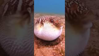 The Most Unique Fish In The World  ll #shortsfeed #facts #fish #fishing #shorts #ytshorts #trending