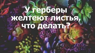 У герберы желтеют листья, что делать?