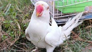 Parrot Ringneck In White Video