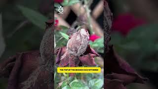 Preventing rose diseases is the most important thing #garden #namrose #rose