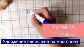 Умножение одночлена на многочлен. Алгебра 7 класс. Готовимся к контрольной