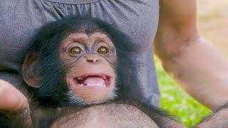 Poppy The Baby Chimp Has A Huge Smile | BBC Earth