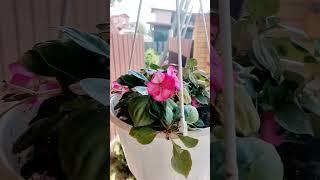 Дачные истории.Серия 3.Лето продолжается#дача#лето#дачныеистории #людииблоги #новосибирск