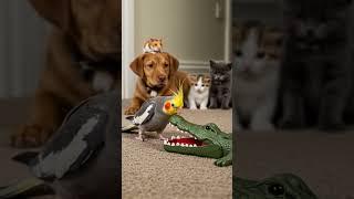 Cockatiel Takes On Croc Like a Boss! 