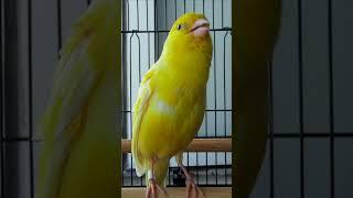 канарейка canary of isoxon #canary #kenari #birds