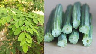 16 Amazing Moringa/Moringa Powder Health Benefits You Didn't know