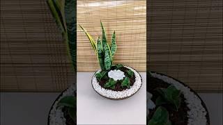 Snake Plants and Sansevieria Blue Kew Arrangement🪴 #sansevieria #snakeplant #tabledecor #homedecor