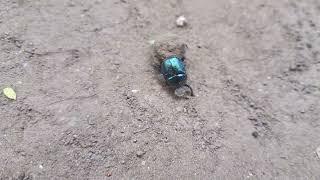 Scarabaeidae (scarab beetles) | Prathamesh Joshi | found by me...