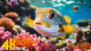 4K UHD Reef Aquarium  Beautiful Coral Reefs & Ocean Life with Soothing Music for Deep Relaxation